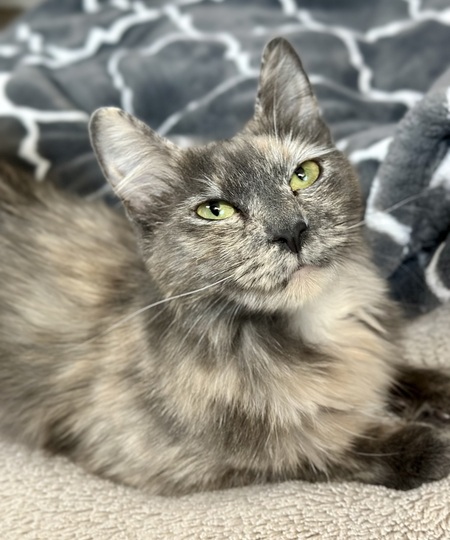 Entry image for Suki. Clicking this image will show a larger photo