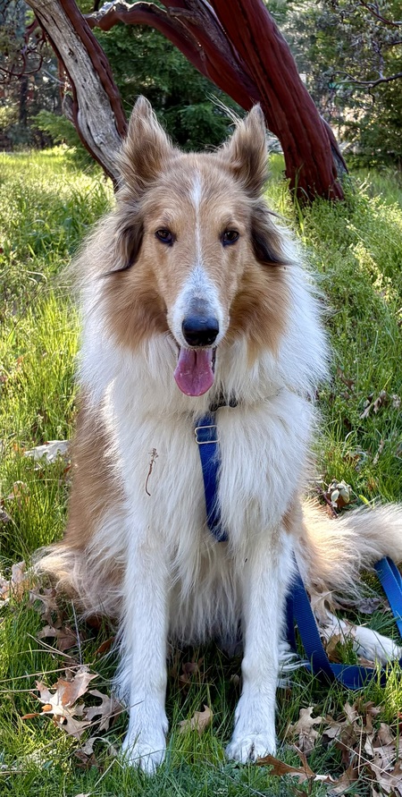 Entry image for Ringo. Clicking this image will show a larger photo