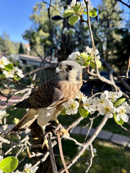 Entry image for Panchi. Clicking this image will show a larger photo