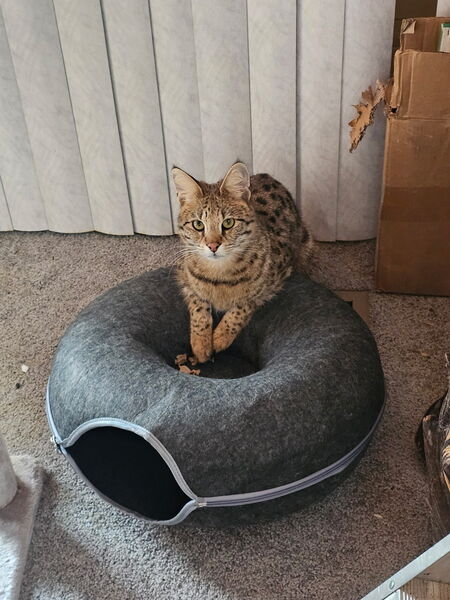 Entry image for Sophie. Clicking this image will show a larger photo