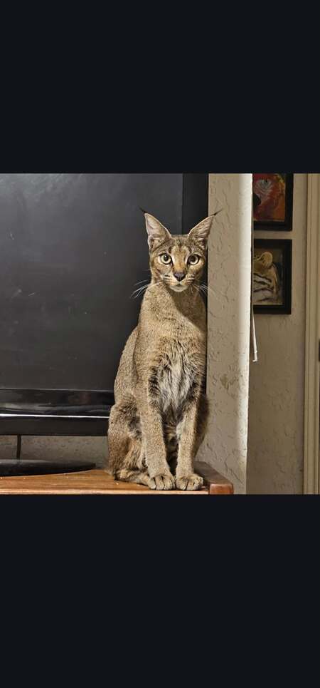 Entry image for Kimora. Clicking this image will show a larger photo