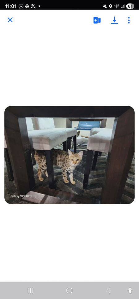 Entry image for Amaris. Clicking this image will show a larger photo