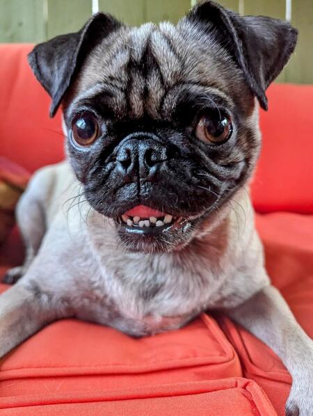 Entry image for Penny. Clicking this image will show a larger photo