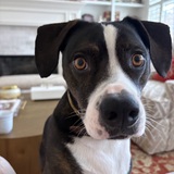 Entry image for Bagel Stewart