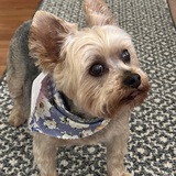 Entry image for Gus