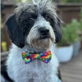 Entry image for GUS