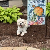 Entry image for Yogi