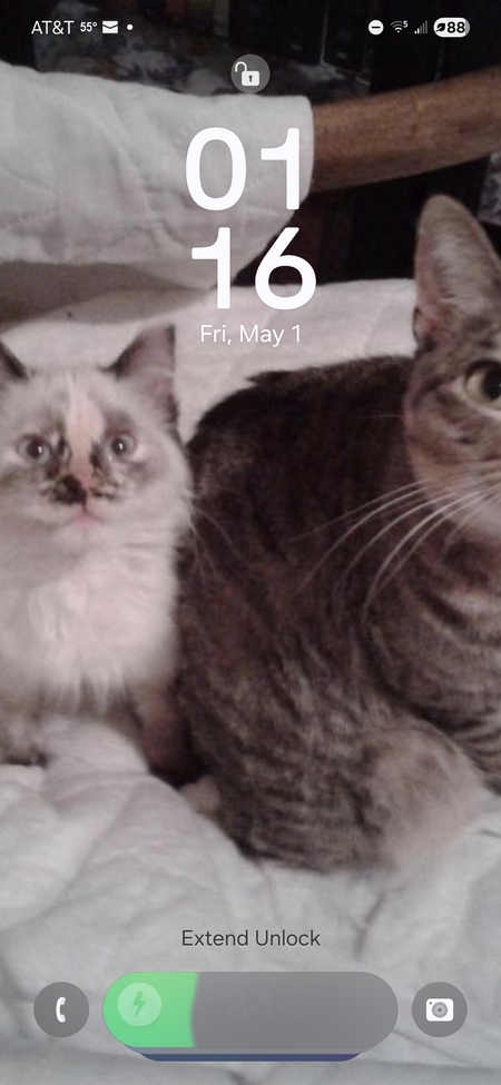 Entry image for Savannah & Queenie. Clicking this image will show a larger photo