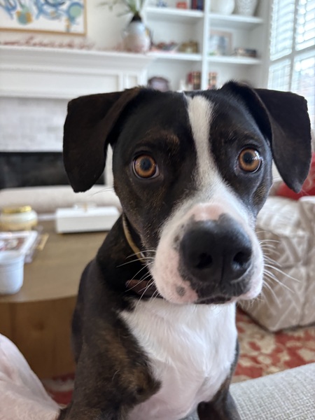 Entry image for Bagel Stewart. Clicking this image will show a larger photo