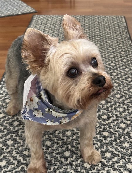 Entry image for Gus. Clicking this image will show a larger photo