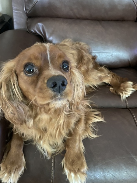 Entry image for Archie. Clicking this image will show a larger photo