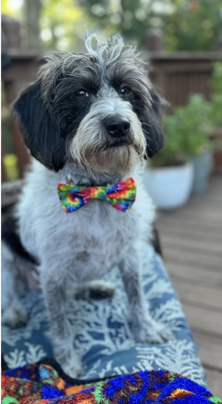 Entry image for GUS. Clicking this image will show a larger photo