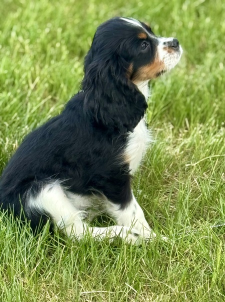 Entry image for oliver. Clicking this image will show a larger photo