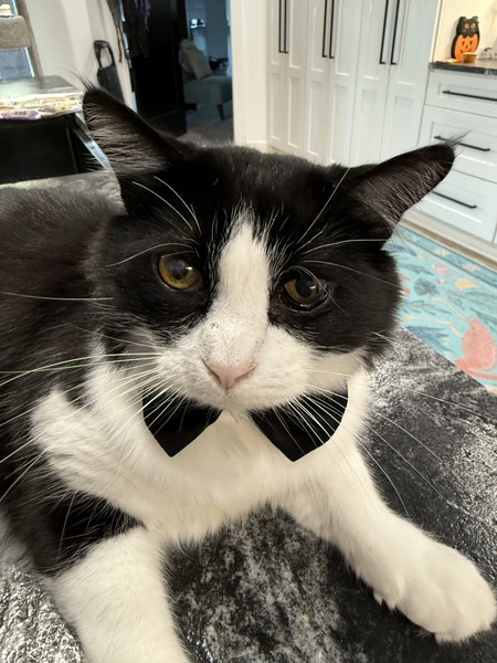 Entry image for Milo. Clicking this image will show a larger photo