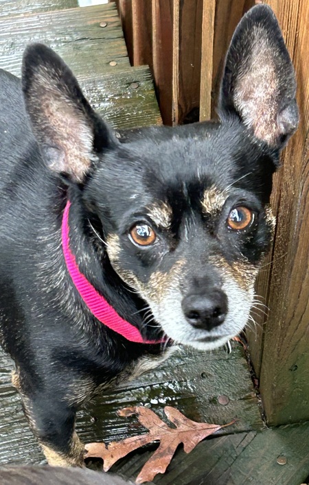 Entry image for Gabby Sue. Clicking this image will show a larger photo