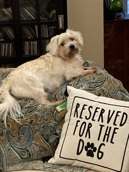Entry image for Reggie. Clicking this image will show a larger photo