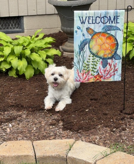 Entry image for Yogi. Clicking this image will show a larger photo