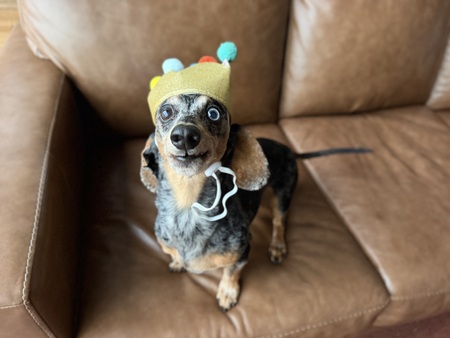 Entry image for Bosco. Clicking this image will show a larger photo