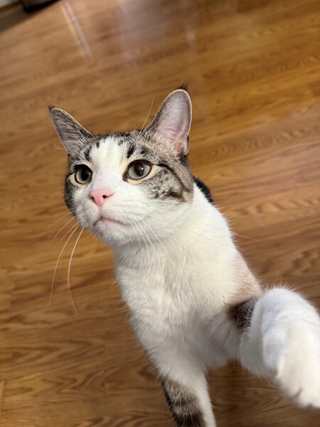 Entry image for Binx. Clicking this image will show a larger photo
