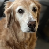 Entry image for Annie