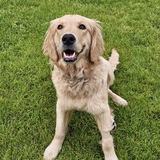 Entry image for Roxie