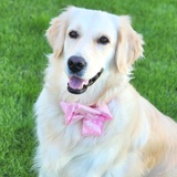 Entry image for Pretzel