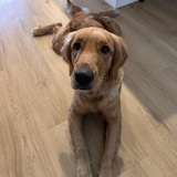 Entry image for Nala