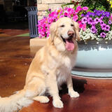 Entry image for Sasha