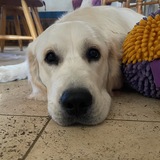 Entry image for Sir Winston