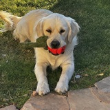 Entry image for Ollie