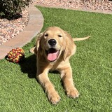 Entry image for Birdie