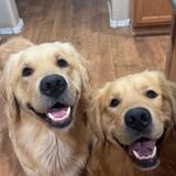 Entry image for Bodhi & Sammy