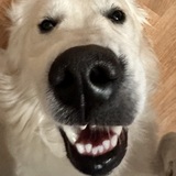 Entry image for Ollie