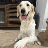 Entry image for Muffin 