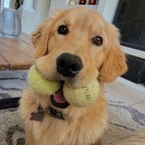 Entry image for Princess Pickles