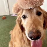 Entry image for Nugget