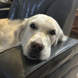 Entry image for Phoebe