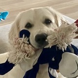 Entry image for Henry