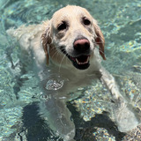 Entry image for Daisy