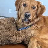 Entry image for Levi