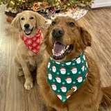 Entry image for Scout & Ranger