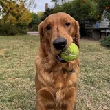 Entry image for Finn