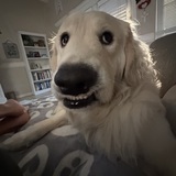 Entry image for Georgie