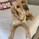 Entry image for Gronk