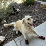 Entry image for DaisyMae 