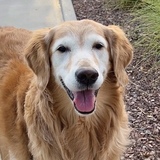 Entry image for Giselle