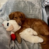 Entry image for Rose