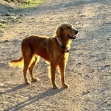 Entry image for Bailey