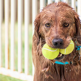 Entry image for Remi