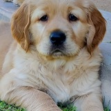 Entry image for Ryder